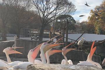 ペリカン