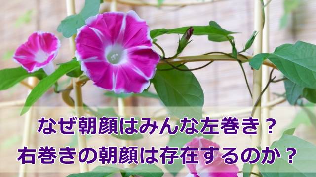 なぜ朝顔はみんな左巻き？右巻きの朝顔は存在するのか？