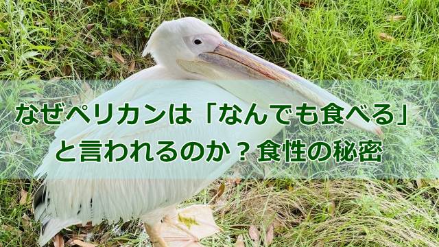 なぜペリカンは「なんでも食べる」と言われるのか？食性の秘密