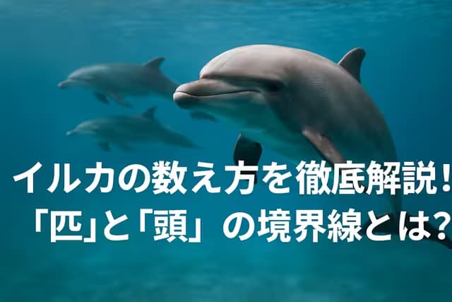 イルカの数え方を徹底解説！「匹」と「頭」の境界線とは？